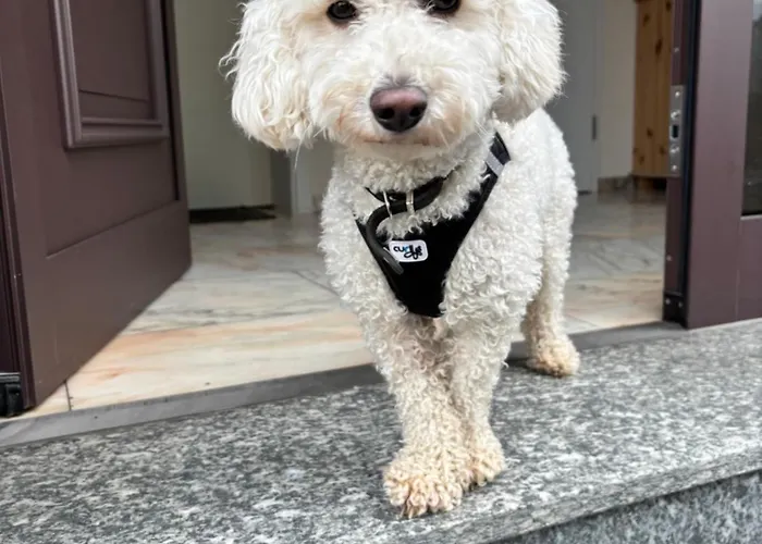 Apartment Basilika -